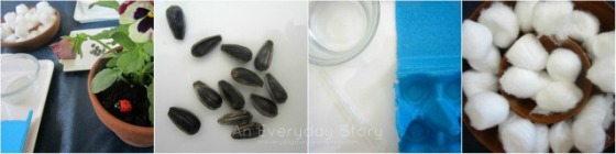 Growing Plants from Seeds - Growing Sunflowers Provocation [An Everyday Story]
