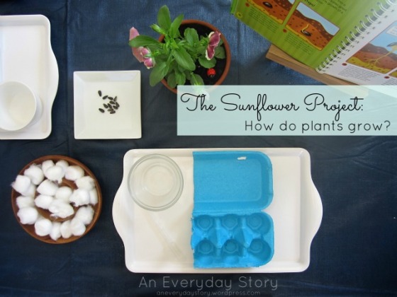 Growing Plants from Seeds - Growing Sunflowers Provocation [An Everyday Story]